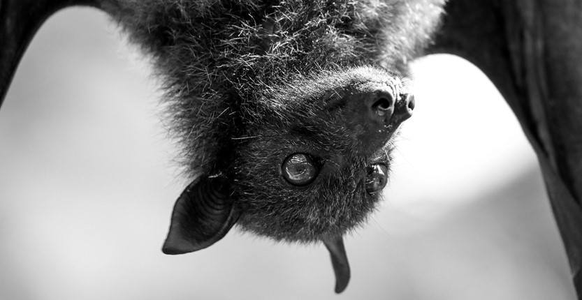 Achamos que os vampiros não existem, mas eles estão mais perto do que imaginamos